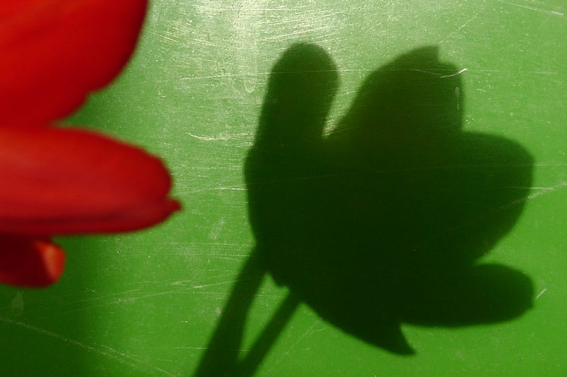 Macro vom grünen Schatten