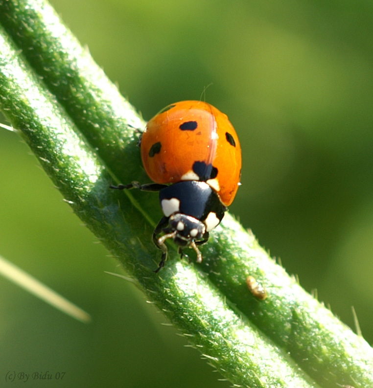 Macro vom Marienkäfer