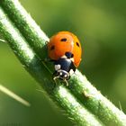 Macro vom Marienkäfer