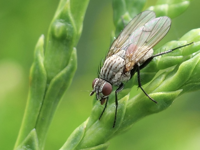 Macro von einer Fliege