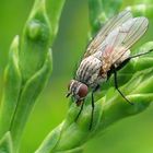 Macro von einer Fliege