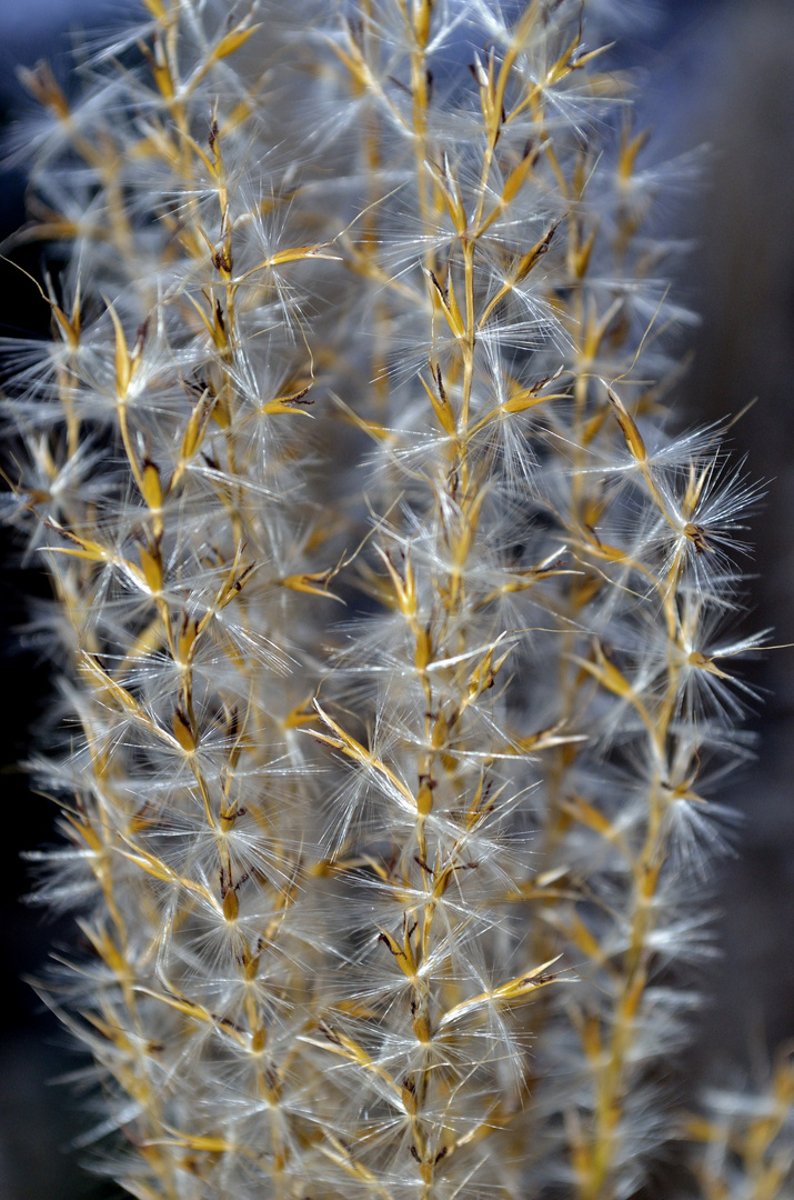 Macro wäre schön gewesen