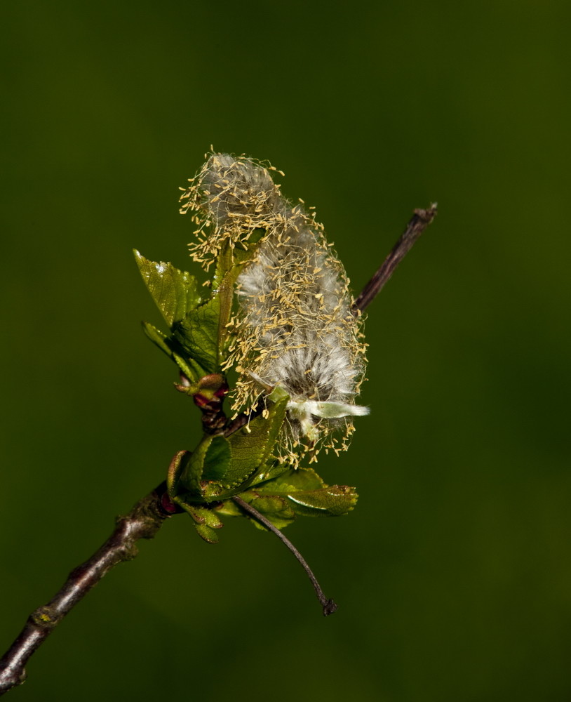 Macro Weidenkätzchen