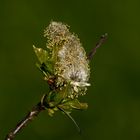 Macro Weidenkätzchen