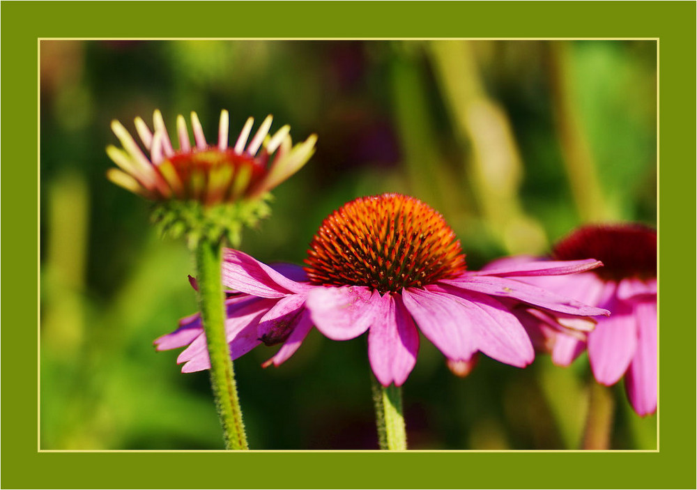 Macro-Workshop mit Sonja