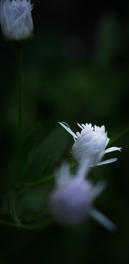 macro#6 Je te vois, toi, cacher derrière ta sœur 