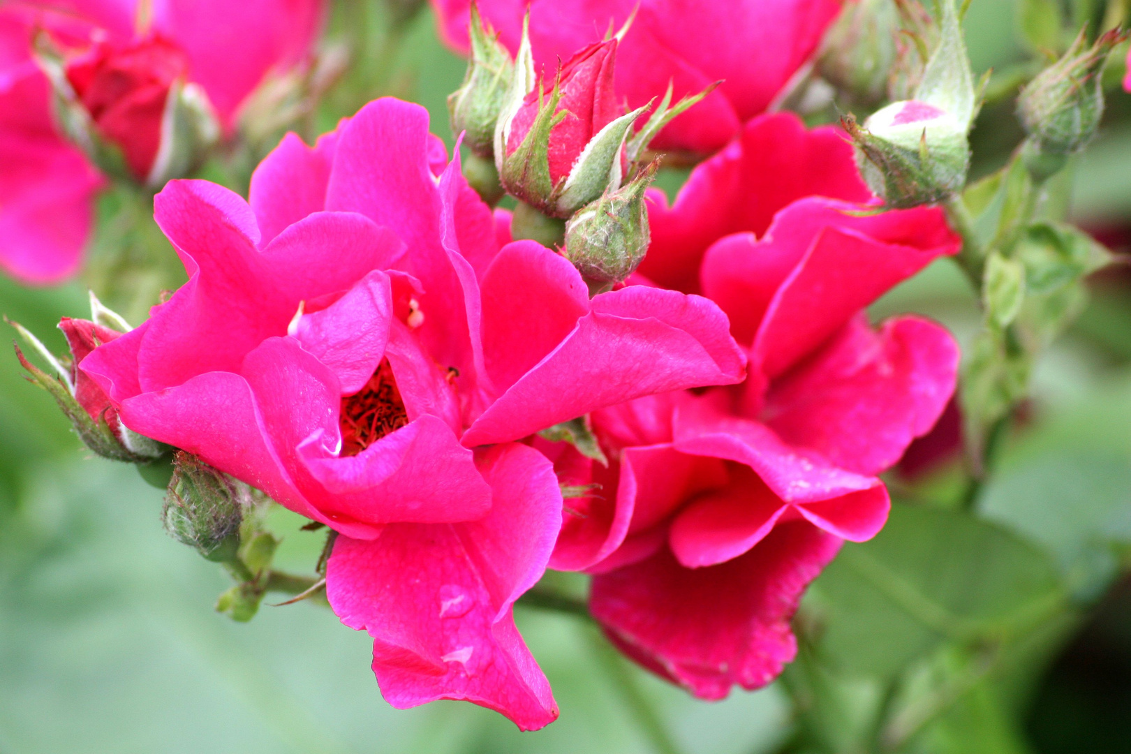 Macroaufnahme aus Planten un Bloomen (2)