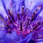 Macroaufnahme einer Berg-Flockenblume (Centaurea montana)