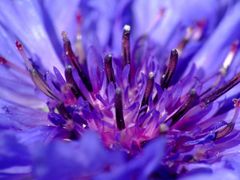 Macroaufnahme einer Berg-Flockenblume (Centaurea montana)