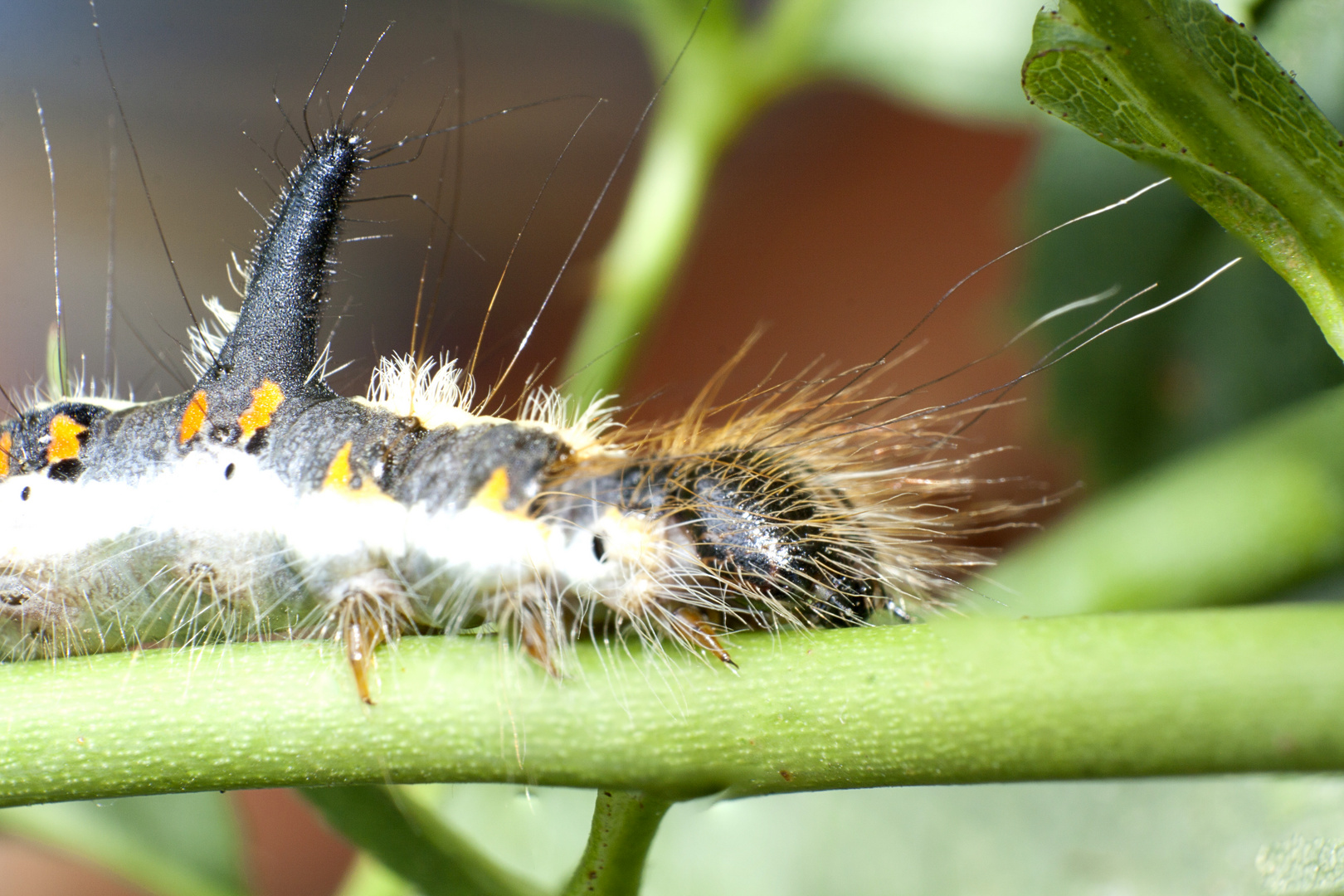 Macroaufnahme einer Raube