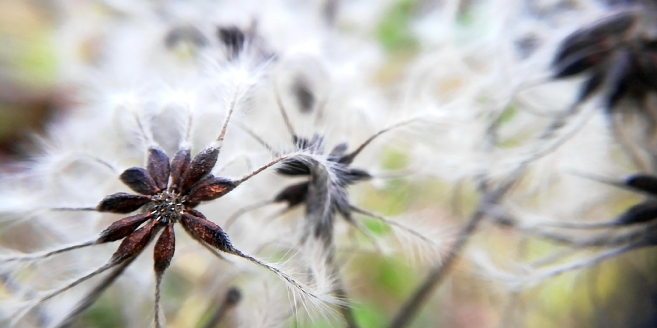 Macroaufnahme mit Smartphone