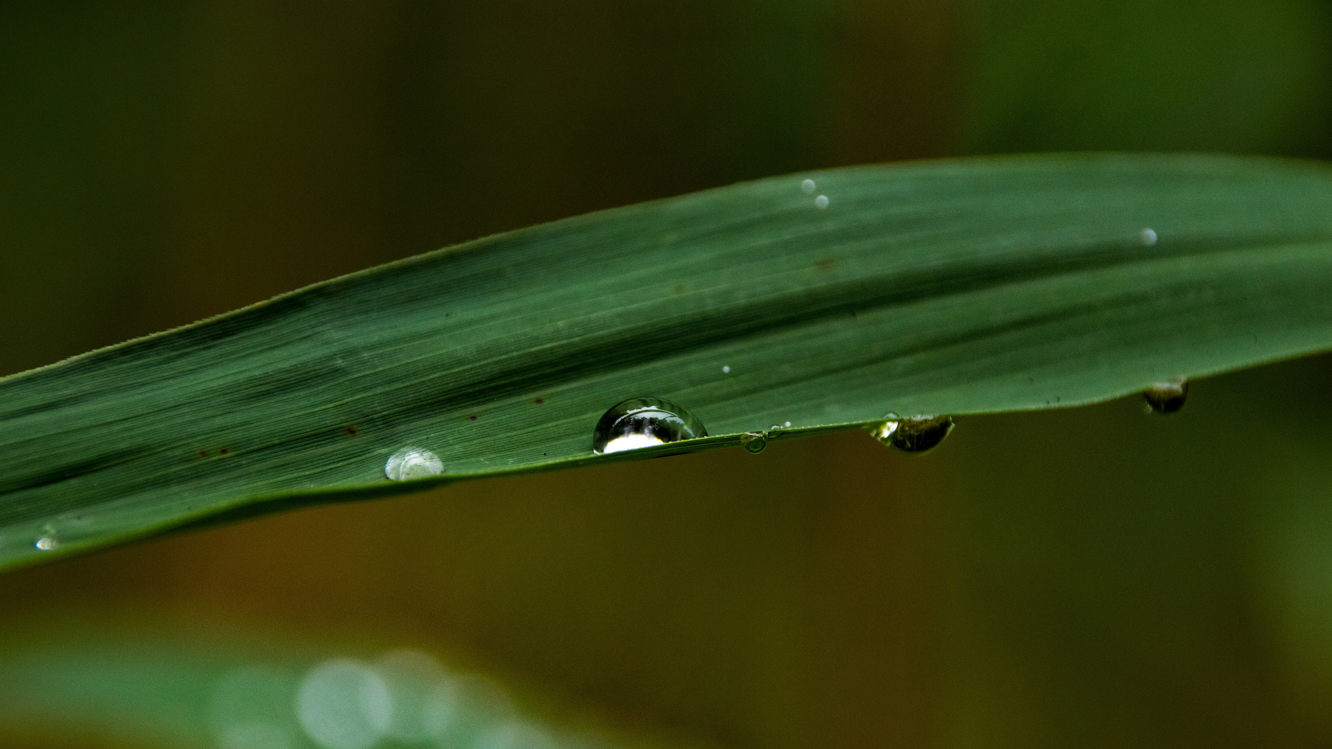 Macroaufnahme von einem Grashalm