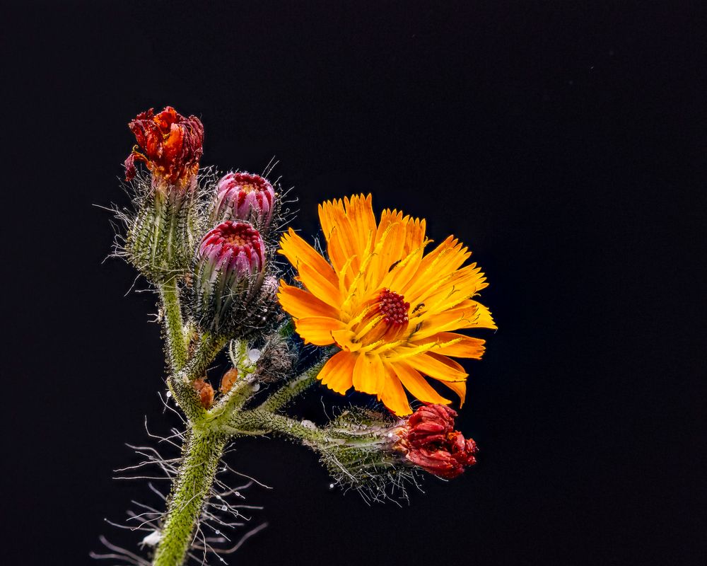 Macroblümchen