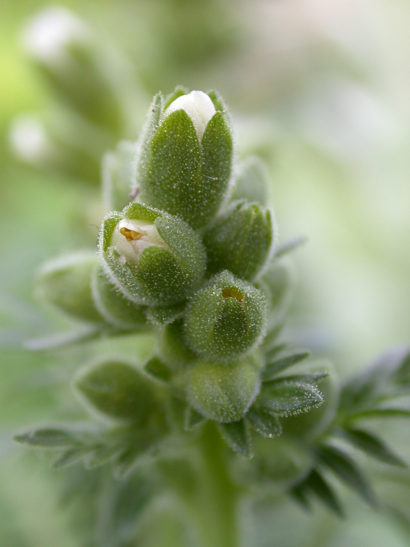 Macroblüten