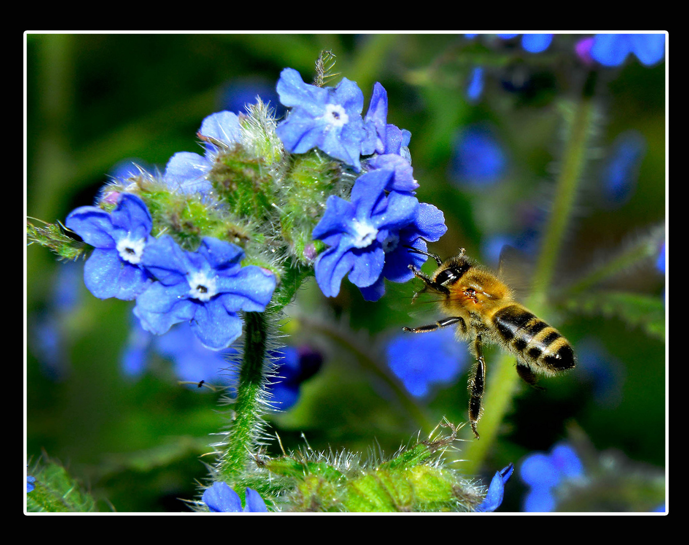 macro/flores