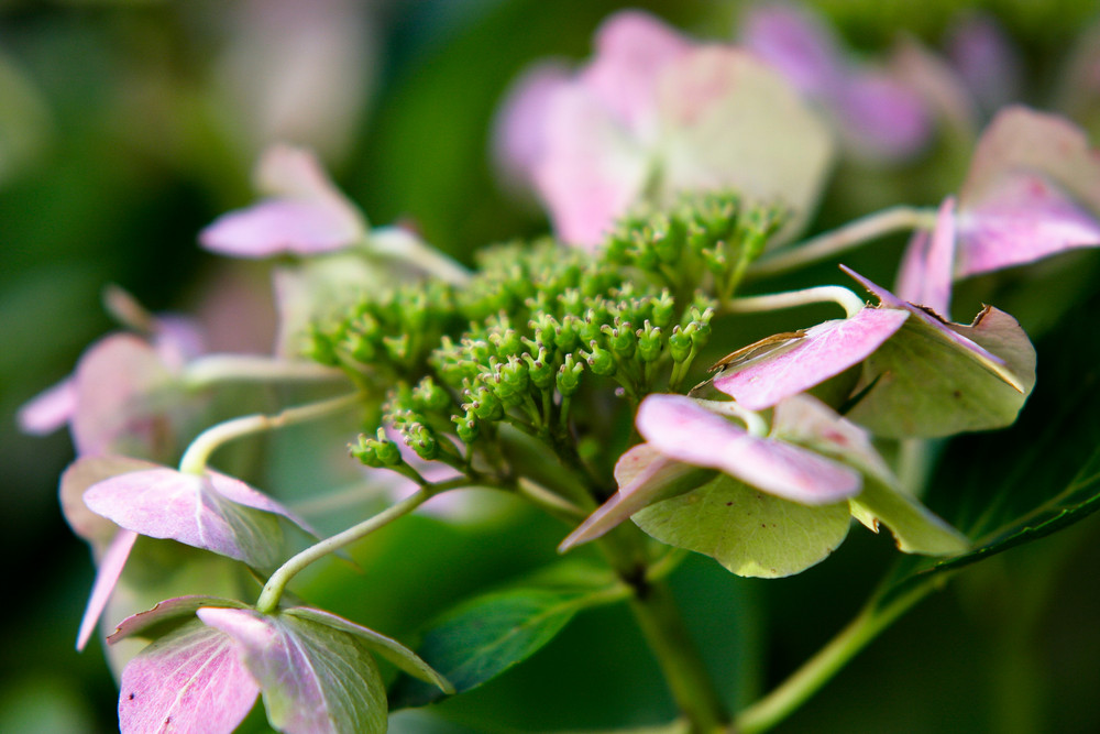 Macrofotografie aus dem Garten