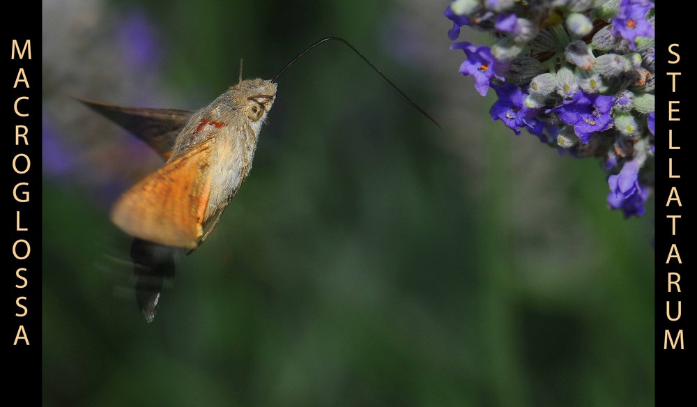 MACROGLOSSA (ALIAS INSETTO COLIBRI')