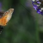 MACROGLOSSA (ALIAS INSETTO COLIBRI')