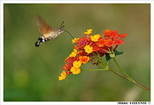 -Macroglossa Stellatarum-