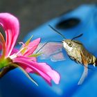 Macroglossa stellatarum in volo