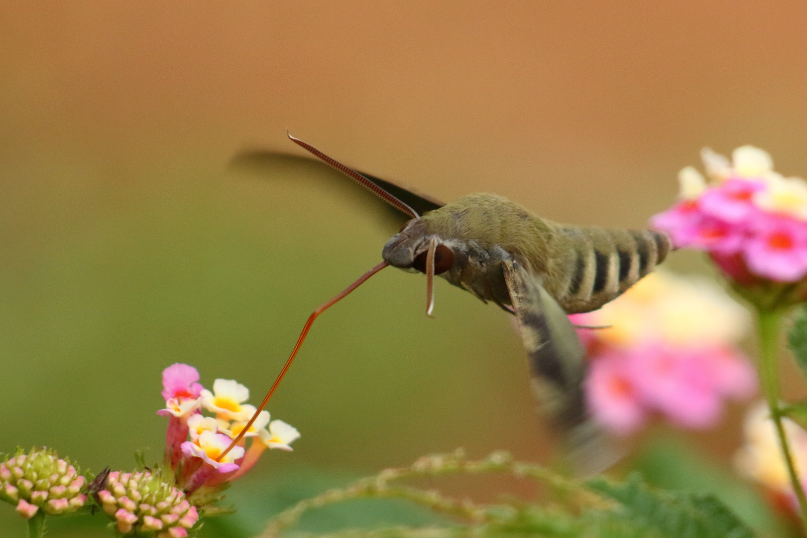 Macroglossum (?)