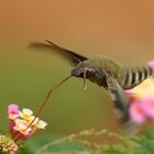 Macroglossum (?)