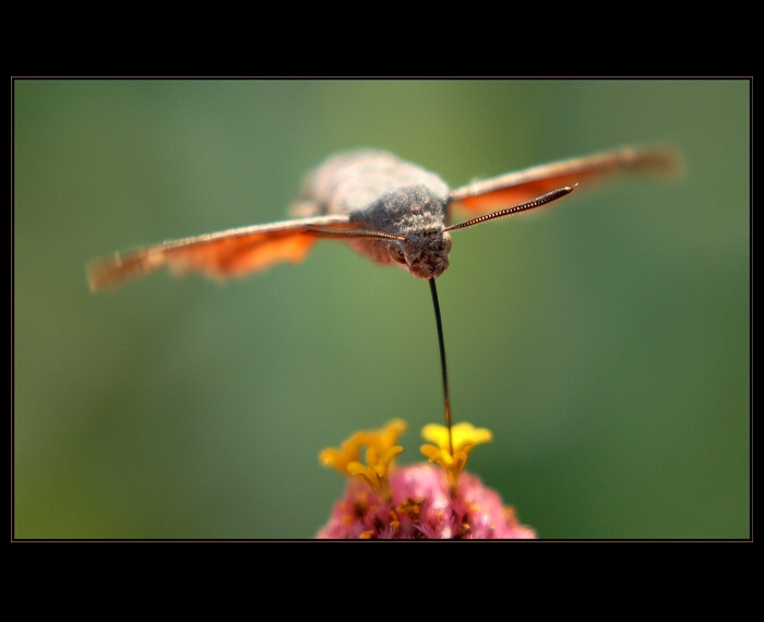 Macroglossum stelatarum