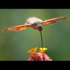 Macroglossum stelatarum