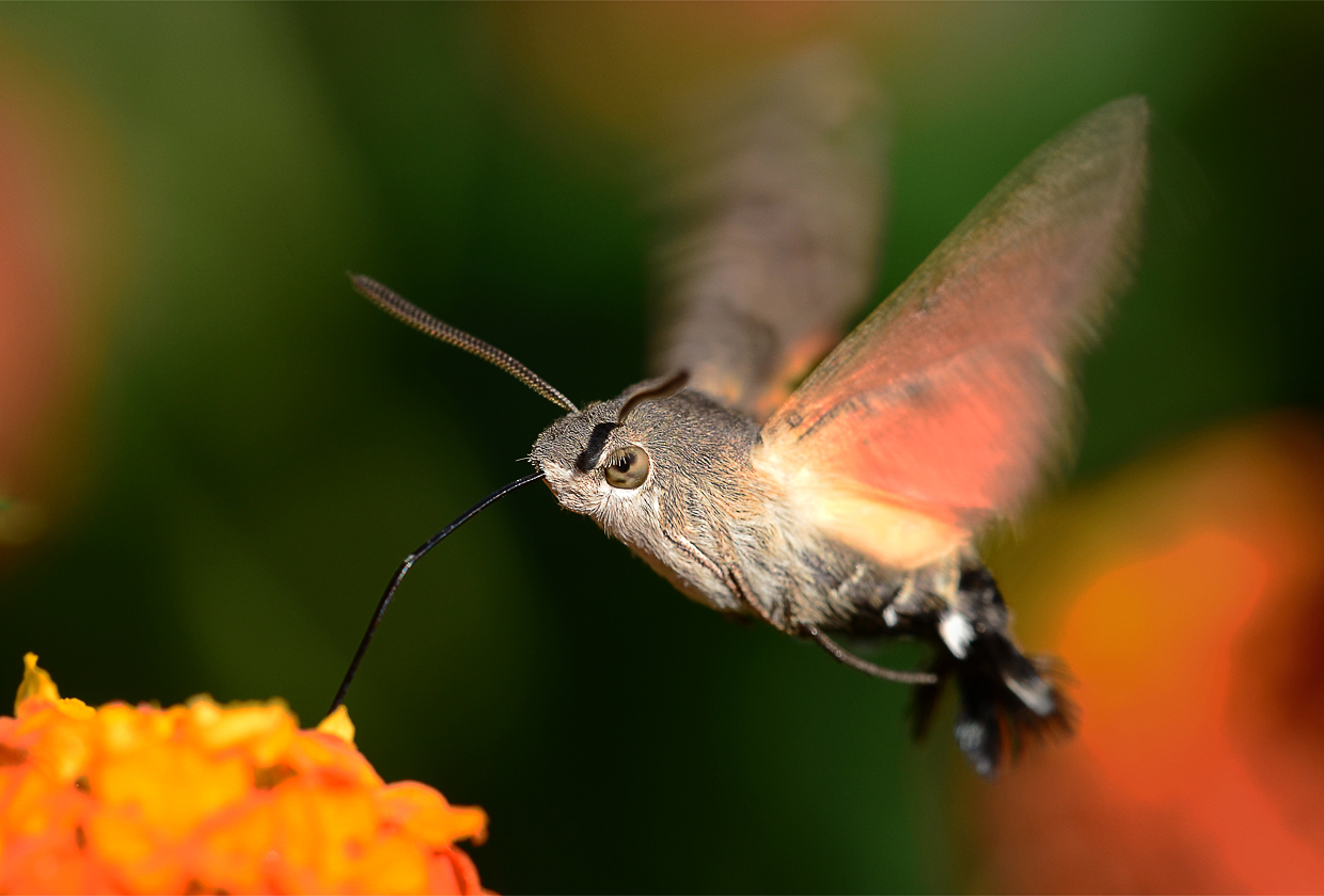 Macroglossum stellatarum