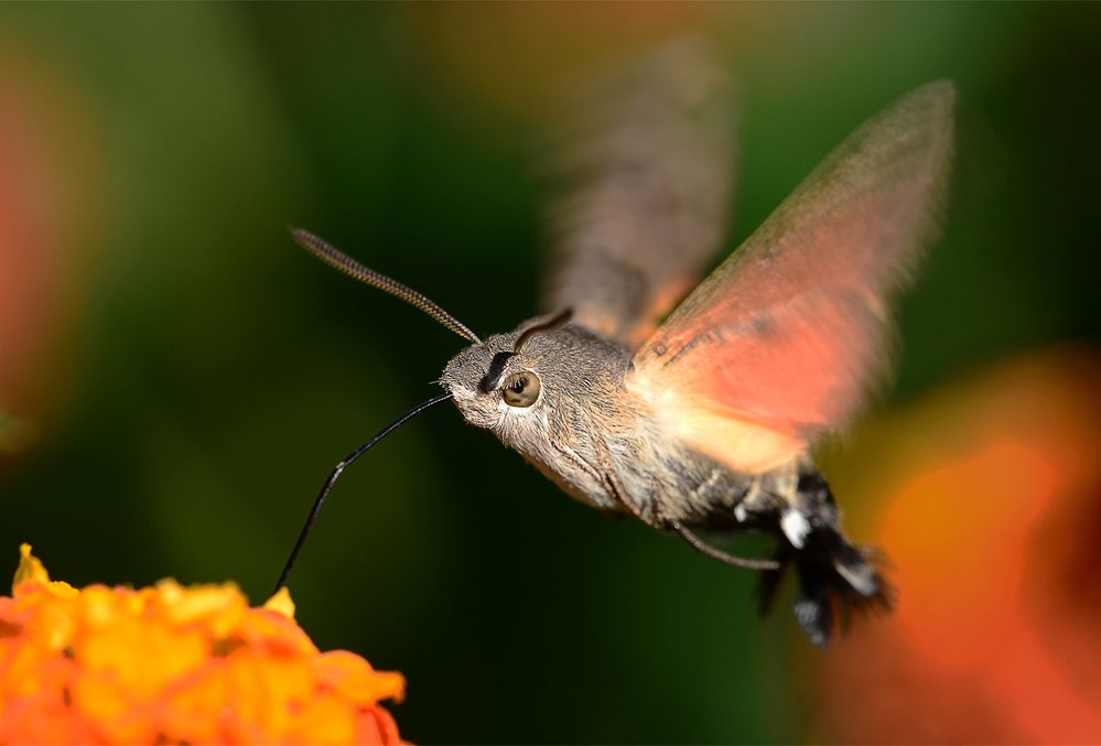 Macroglossum stellatarum