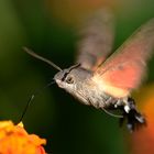 Macroglossum stellatarum