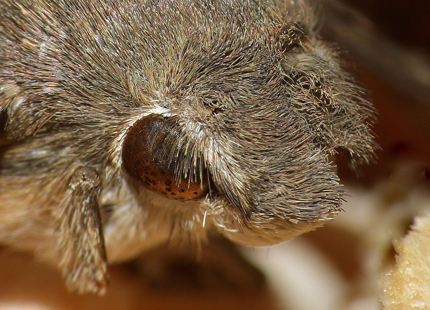 Macroglossum stellatarum