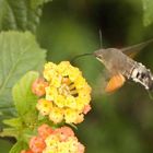 Macroglossum stellatarum 2, Taubenschwänzchen