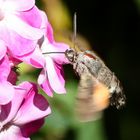 Macroglossum stellatarum