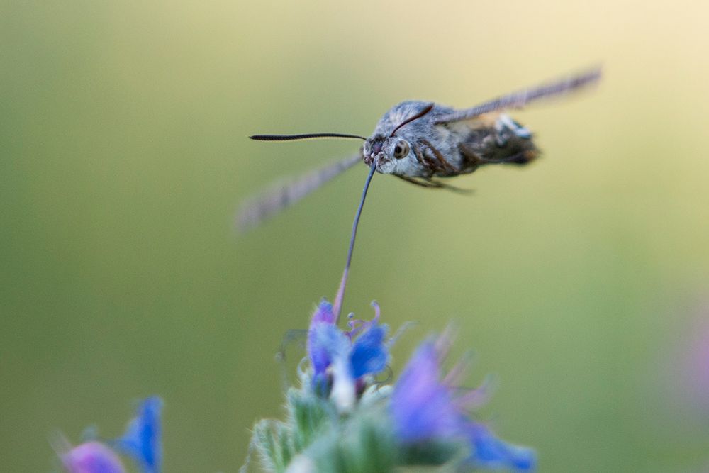 Macroglossum stellatarum