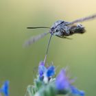 Macroglossum stellatarum