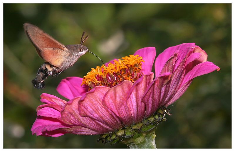 Macroglossum stellatarum