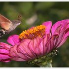 Macroglossum stellatarum