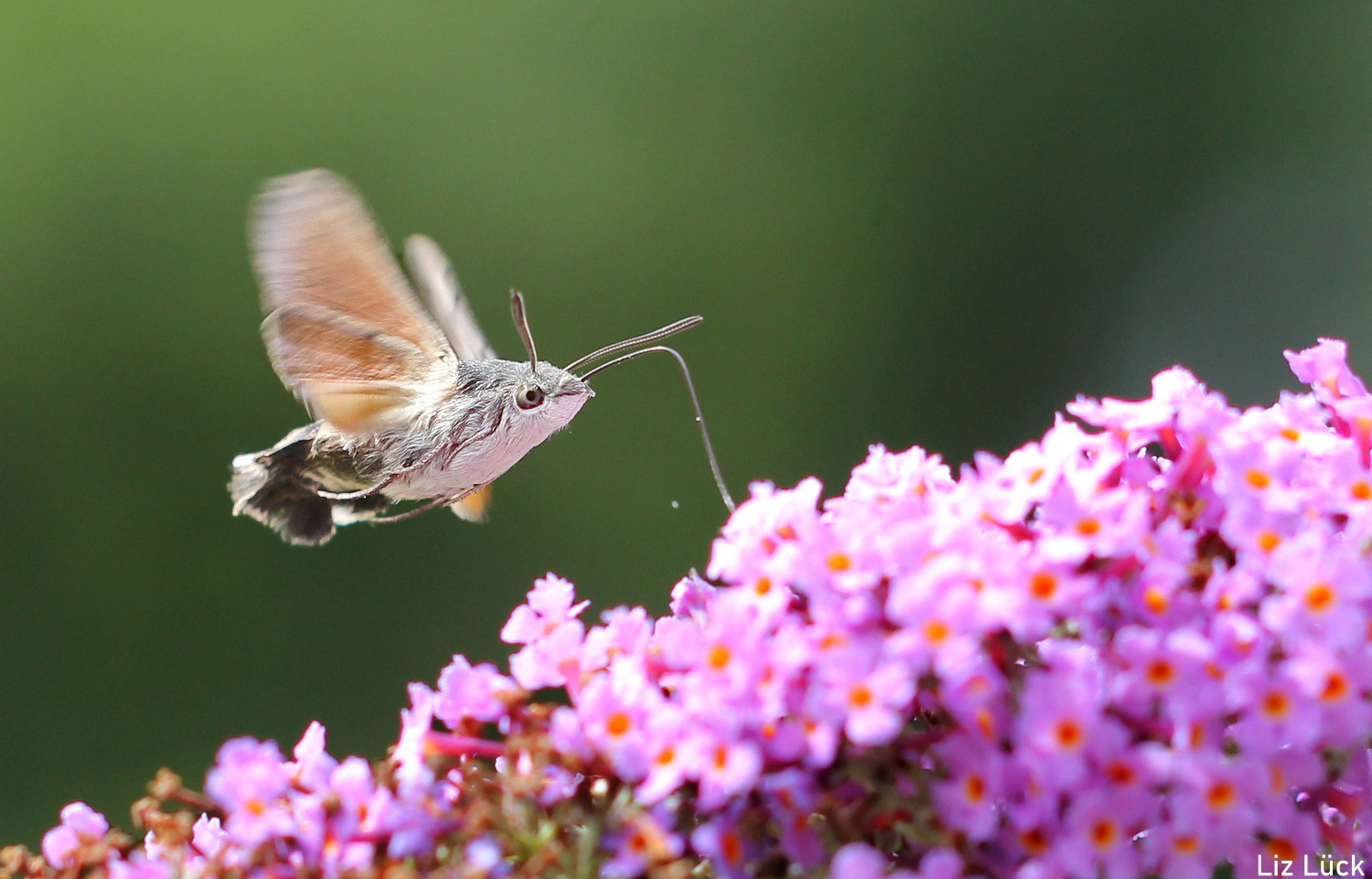 Macroglossum stellatarum