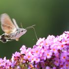 Macroglossum stellatarum