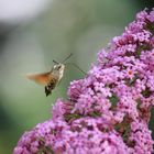 Macroglossum stellatarum