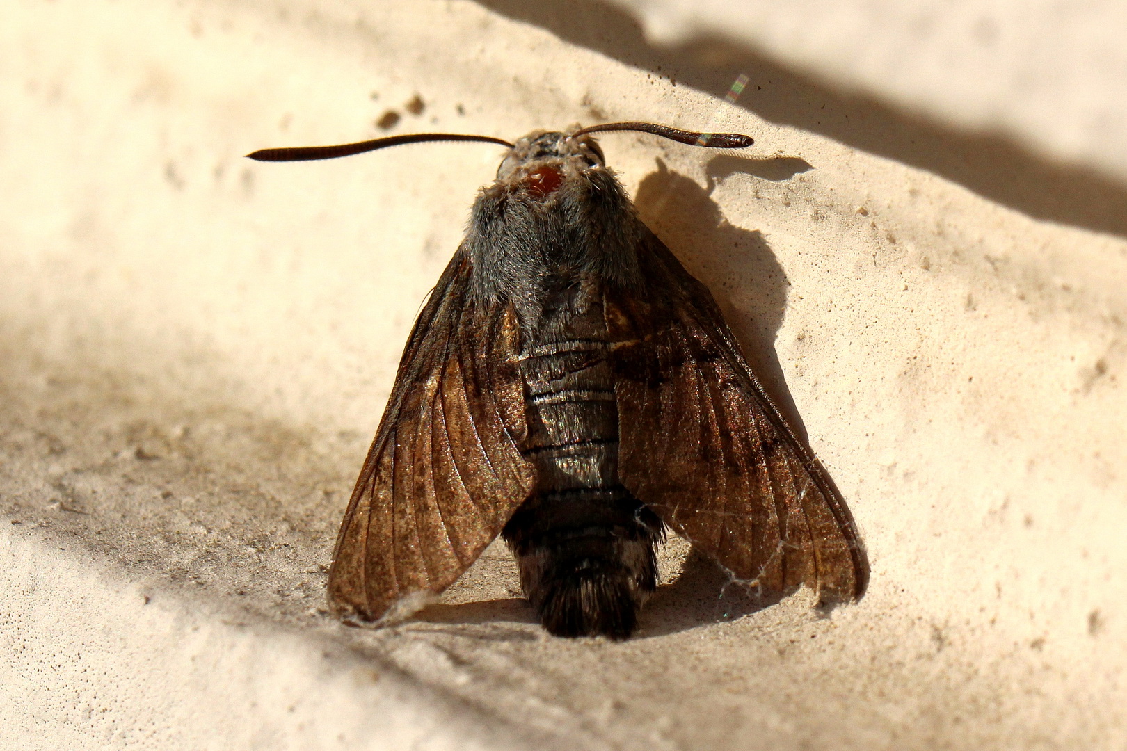 Macroglossum stellatarum