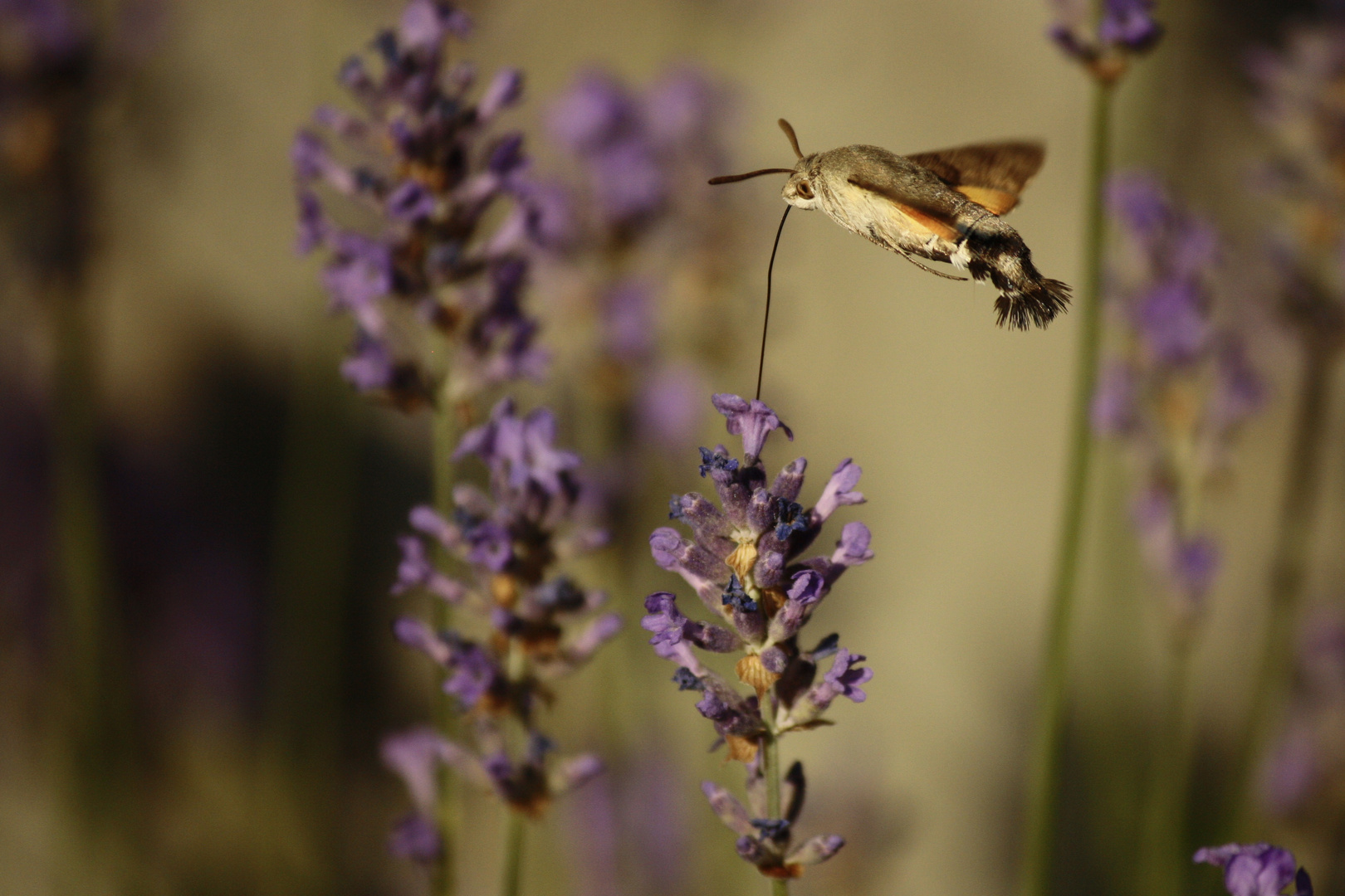 Macroglossum stellatarum