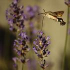 Macroglossum stellatarum