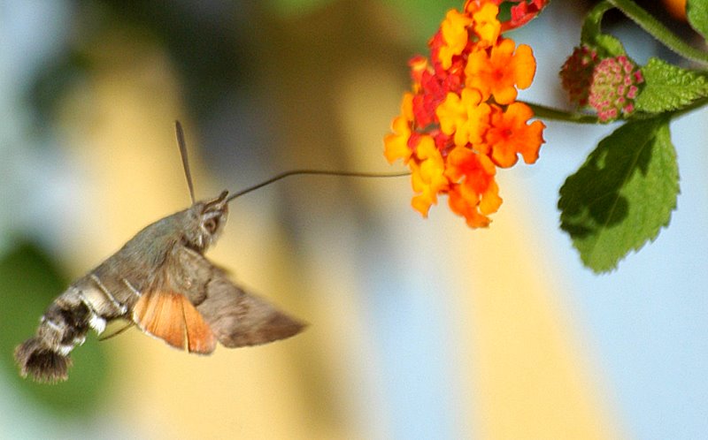 macroglossum stellatarum