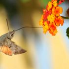 macroglossum stellatarum