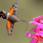 Macroglossum stellatarum