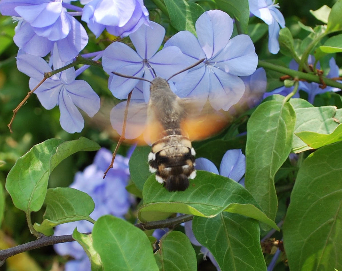 Macroglossum stellatarum