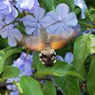 Macroglossum stellatarum