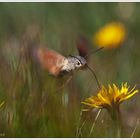 Macroglossum stellatarum